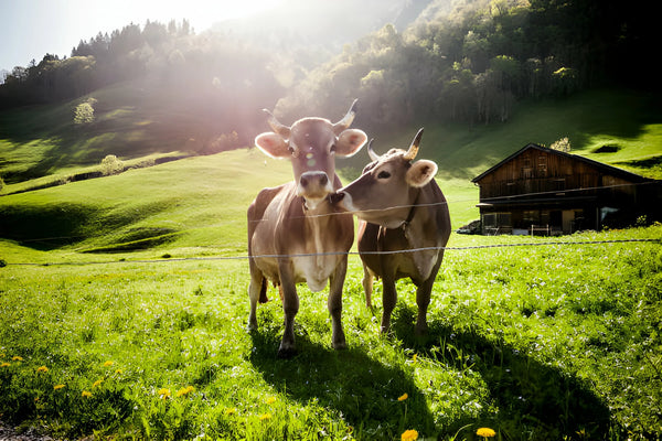 Grass-Fed Beef Liver Capsules – The Missing Nutrient That